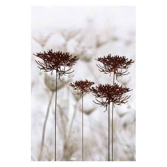 Blumenstecker Gartenstecker - Queen Anne´s Lace -  Wilde Möhre 50cm breit 
Edelrost Gartenstecker Blüte Queen Anne's Lace "Wild