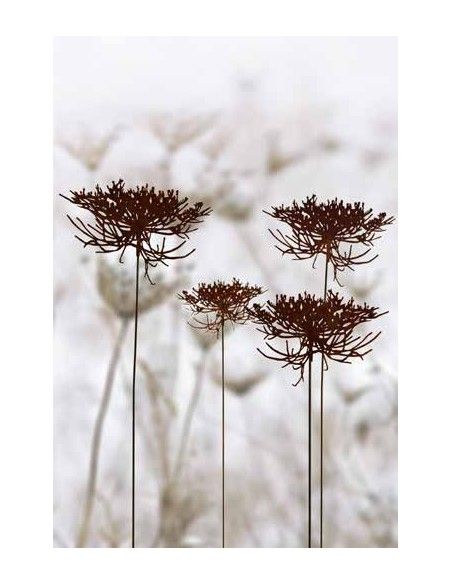 Blumenstecker Gartenstecker - Queen Anne´s Lace -  Wilde Möhre 50cm breit 
Edelrost Gartenstecker Blüte Queen Anne's Lace "Wild Blumenstecker Gartenstecker - Queen Anne´s Lace -  Wilde Möhre 50cm breit 
Edelrost Gartenstecker Blüte Queen Anne's Lace "Wild