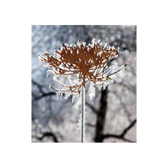 Blumenstecker Edelrost Blüte Queen Anne's Lace  (Wilde Möhre)  40 cm breit Edelrost Blüte Queen Anne's Lace zur Dekoration von B