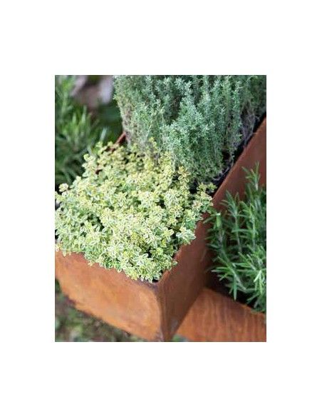 Blumentöpfe - Pflanztöpfe in Edelrost Pflanztopf - Brick -  aus 2mm Stahl mit leicht erhöhtem Boden  - Länge 120 cm 
Höhe 15 cm