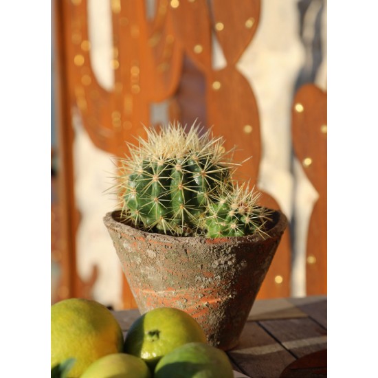 Sichtschutz 2m hoch - 200 cm Sichtschutzzaun Elemente Sichtschutzwand - Kaktus mit Goldpunkten - Höhe 200x100 cm Sichtschutzwand