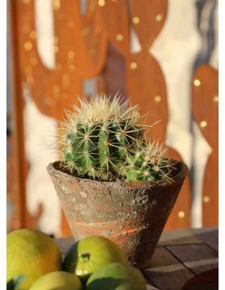 Sichtschutz 2m hoch - 200 cm Sichtschutzzaun Elemente Sichtschutzwand - Kaktus mit Goldpunkten - Höhe 200x100 cm Sichtschutzwand