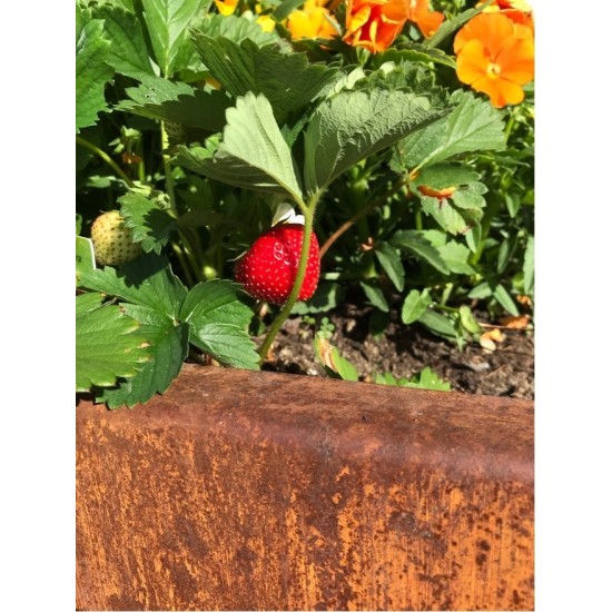 Hochbeet Metall Hochbeet Metall 150 cm lang 80 hoch Tiefe 70 cm stabiles Metall Hochbeet 1,5 Meter Länge...
für viel eigenes Ge