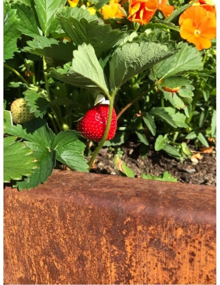 Hochbeet Metall Hochbeet Metall 200 cm lang 80 hoch Tiefe 70 cm Ein Metall Hochbeet mit 2 Meter Länge...
für viel eigenes Gemüs