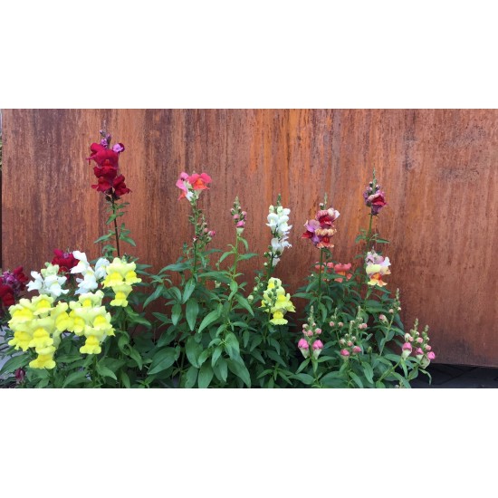 Hochbeet Metall Hochbeet Metall 150 cm lang 80 hoch Tiefe 70 cm stabiles Metall Hochbeet 1,5 Meter Länge...
für viel eigenes Ge