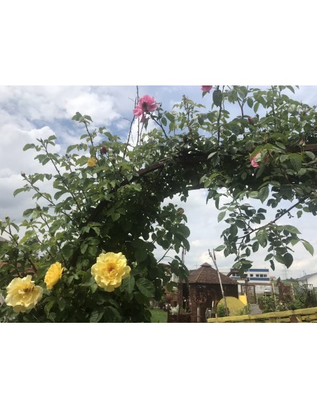 Rosenbögen und Rankhilfen Rost Rosenbogen pur - Bogen B Höhe 65 cm x Breite 50 cm x Tiefe 44 cm Mit unserem Rosenbogen Bausatz z