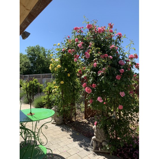 Rosenbögen und Rankhilfen Rost Rosenbogen pur - Bogen B Höhe 65 cm x Breite 50 cm x Tiefe 44 cm Mit unserem Rosenbogen Bausatz z