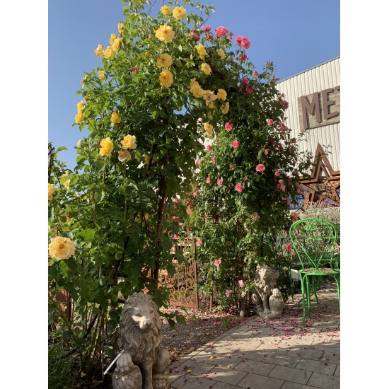 Rosenbogensystem Classic Rost Rosenbogen Classic Höhe 225 x Breite 100 cm Rost Rosenbogen Classic Höhe 225 x 100 cm