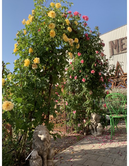 Rosenbogensystem Classic Rost Rosenbogen Classic Höhe 225 x Breite 100 cm Rost Rosenbogen Classic Höhe 225 x 100 cm