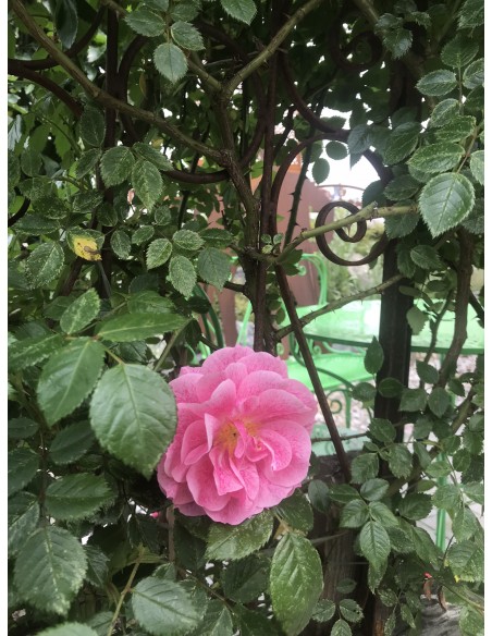 Rosenbogensystem Classic Rost Rosenbogen Classic Höhe 225 x Breite 100 cm Rost Rosenbogen Classic Höhe 225 x 100 cm