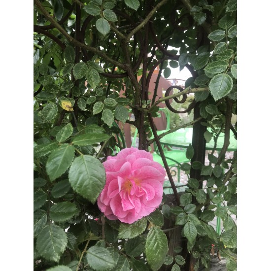 Rosenbögen und Rankhilfen Rost Rosenbogen classic Seitenteil A Höhe 160,5 cm x Breite 44 cm Seitenteil A 160,5 x 44 cm