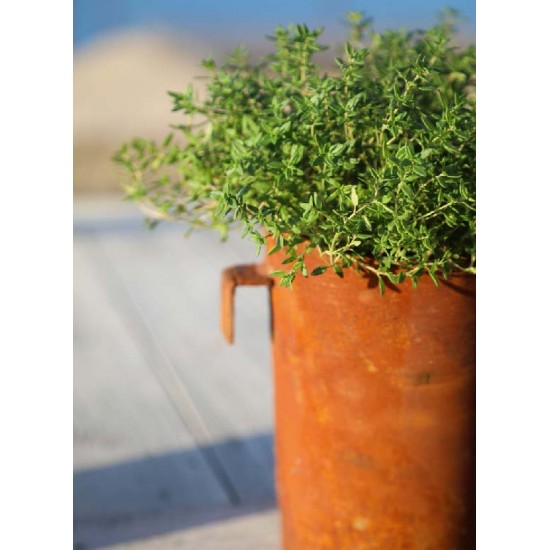 Pflanzgefäße + Schalen + Kronen Topf mit Haken für Paravent - groß - 17 cm hoch Pflanztöpfe zum Einhängen in ein Paravent.

Hö