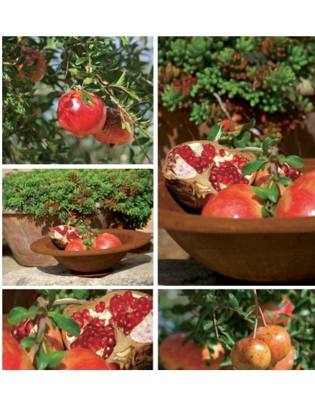 runde Pflanzschalen Runde Rost Deko Pflanzschale 60 cm mit Rand 9 cm - wasserdicht 

Runde rostige Deko Pflanzschale mit Rand
