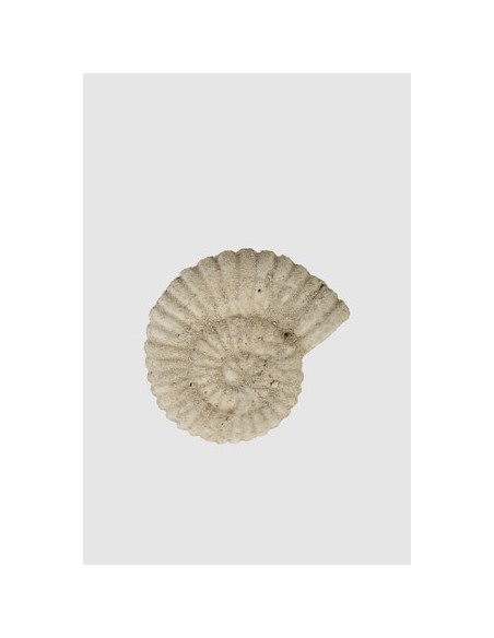 Gartendeko Ammonit - Sand - Höhe 10 cm Gartendeko 
Höhe 10 cm
Breite 8 cm
Tiefe 3 cm