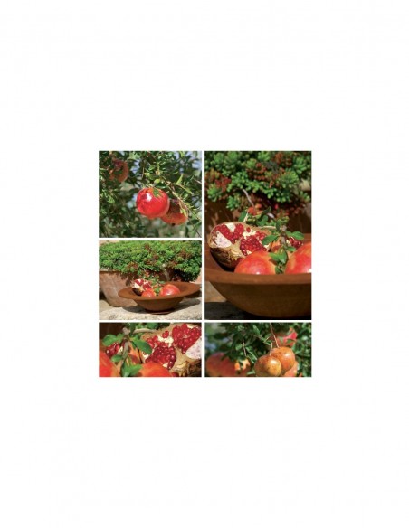 Gartendeko Rost Schale mit breitem Rand auf Standplatte - Durchmesser 52 cm 
Durchmesser 52 cm
Höhe 10 cm
Rand 6,5 cm
