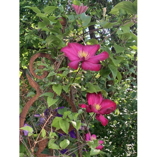 Barock Deko Rosen Rankhilfe Metall  - Dornröschen - mit 2 verschieden hohen Stäben und Kugeln - Höhe 190 cm Die Edelrost Rankhil