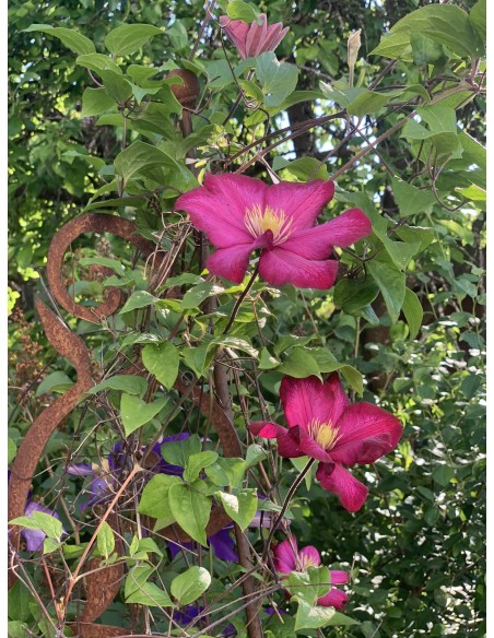 Barock Deko Rosen Rankhilfe Metall  - Dornröschen - mit 2 verschieden hohen Stäben und Kugeln - Höhe 190 cm Die Edelrost Rankhil