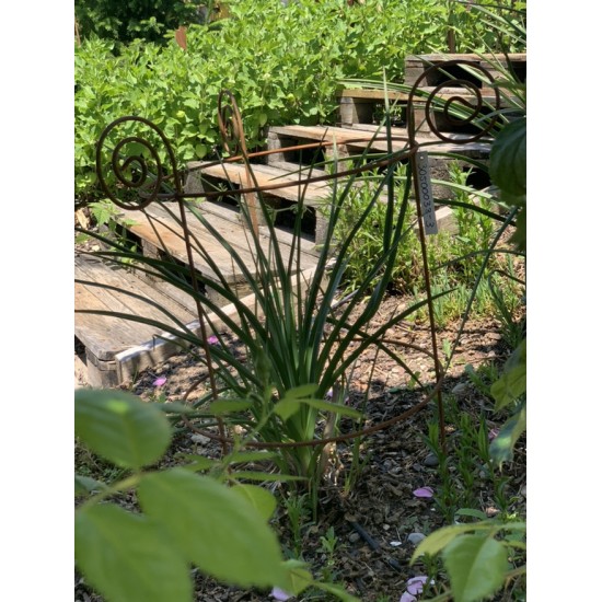 Staudenhalter Metall Staudenhalter - Sonnblick - mit 4 Curls - 80 cm hoch Diese Staudenhalter sind mit unterschiedlichen Durchme