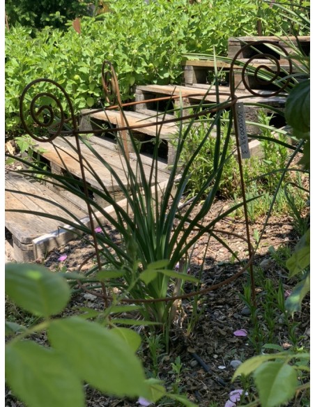 Staudenhalter Metall Staudenhalter - Sonnblick - mit 4 Curls - 80 cm hoch Diese Staudenhalter sind mit unterschiedlichen Durchme