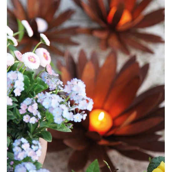 sonstige Blumen Chrysantheme MIni Ø bis 12 cm als Tischdeko zum Legen Als Garten- und Balkonpflanze erfreuen sich Chrysanthemen 