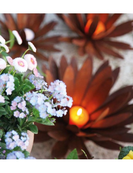 sonstige Blumen Chrysantheme MIni Ø bis 12 cm als Tischdeko zum Legen Als Garten- und Balkonpflanze erfreuen sich Chrysanthemen 