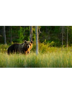 Tiere - Edelrost Tierfiguren Gehender Bär auf Platte - Höhe 50 cm - Breite 90 cm Wenn du ein Tierliebhaber bist, ist der gehende 2