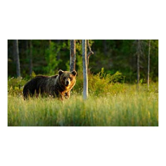 Tiere - Edelrost Tierfiguren Gehender Bär auf Platte - Höhe 50 cm - Breite 90 cm Wenn du ein Tierliebhaber bist, ist der gehende