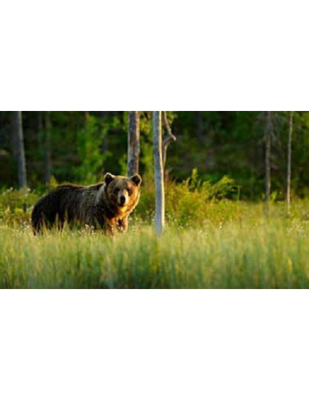 Tiere - Edelrost Tierfiguren Gehender Bär auf Platte - Höhe 50 cm - Breite 90 cm Wenn du ein Tierliebhaber bist, ist der gehende