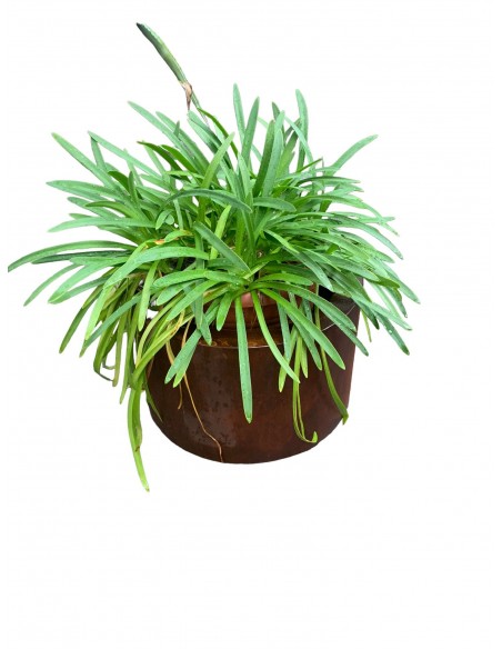 Blumentöpfe - Pflanztöpfe in Edelrost Mobiler Pflanztopf auf Rollen - rund - Höhe 42 cm - Ø 72 cm - groß Der Stabilen Pflanztopf