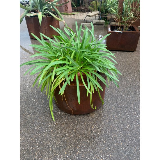 Blumentöpfe - Pflanztöpfe in Edelrost Mobiler Pflanztopf auf Rollen - rund - Höhe 42 cm - Ø 72 cm - groß Der Stabilen Pflanztopf