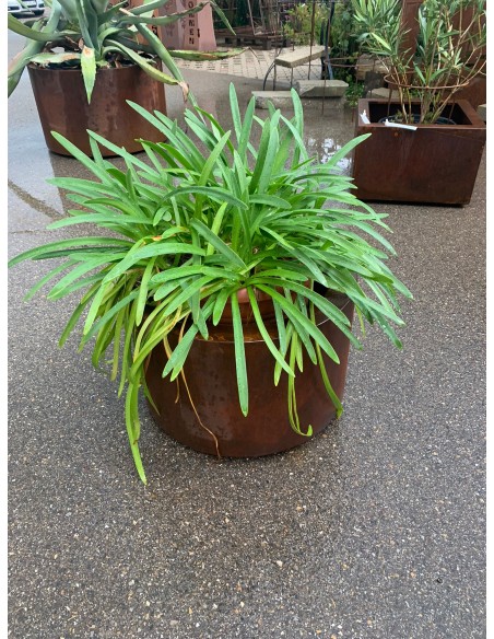 Blumentöpfe - Pflanztöpfe in Edelrost Mobiler Pflanztopf auf Rollen - rund - Höhe 42 cm - Ø 72 cm - groß Der Stabilen Pflanztopf