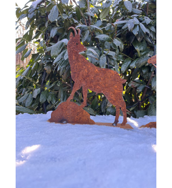Steinbock + Murmeltier Deko  Gemse 30 cm rostige Gams 
Höhe: 30cm
Breite: 30cm
auf einer Standplatte
