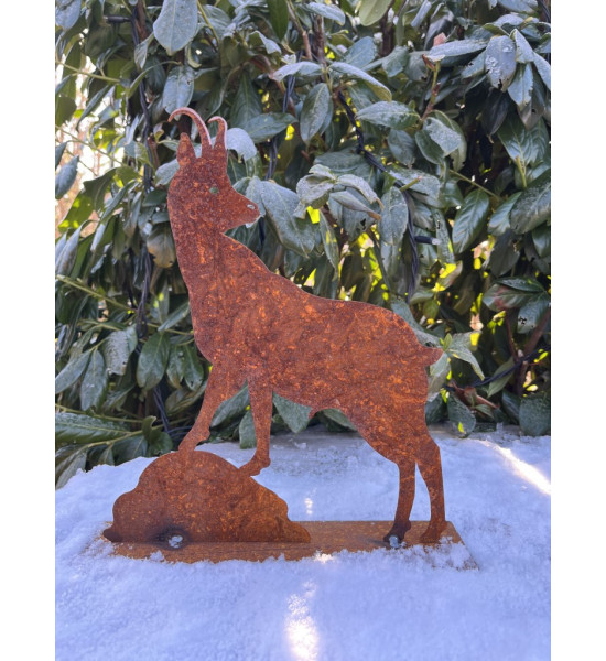 Steinbock + Murmeltier Deko  Gemse 30 cm rostige Gams 
Höhe: 30cm
Breite: 30cm
auf einer Standplatte

