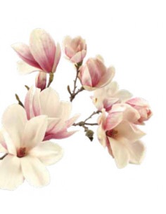 Rahmen und Wanddeko Große Magnolienblüte als Wanddeko im Ring Ø 80 cm 
Magnolienblüte im Ring
Durchmesser 80 cm
 2