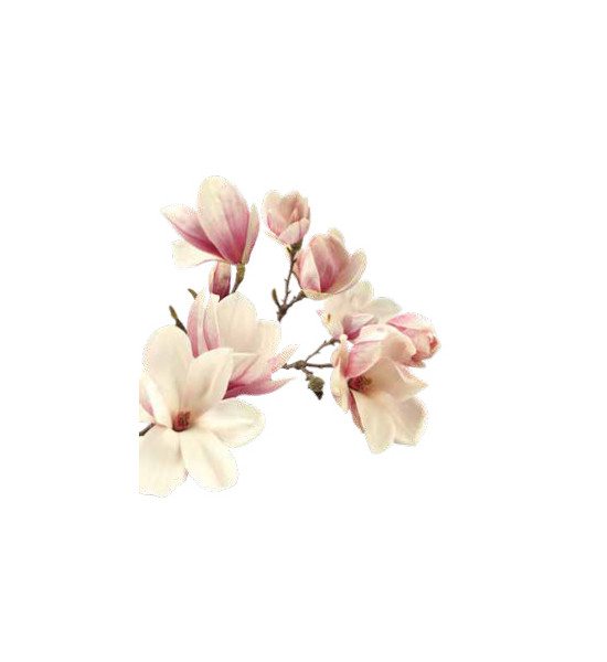 Rahmen und Wanddeko Große Magnolienblüte als Wanddeko im Ring Ø 80 cm 
Magnolienblüte im Ring
Durchmesser 80 cm
