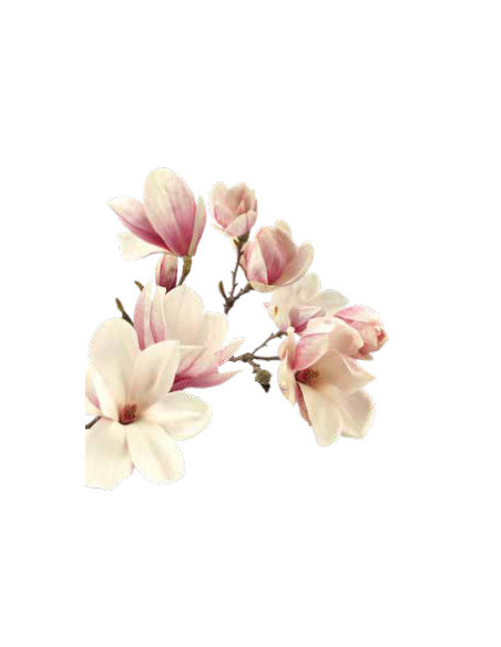 Rahmen und Wanddeko Große Magnolienblüte als Wanddeko im Ring Ø 80 cm 
Magnolienblüte im Ring
Durchmesser 80 cm
