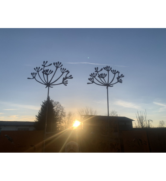 Kräuterstecker Gartenstecker Dill Blüte XL -  40 cm Ø - 1 Stk Große Dill Doldenblüte als moderner Gartenstecker Rost

Die blüh