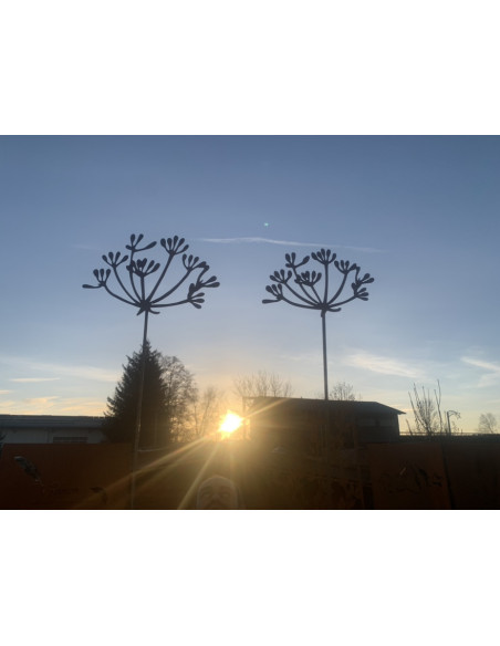 Kräuterstecker Gartenstecker Dill Blüte XL -  40 cm Ø - 1 Stk Große Dill Doldenblüte als moderner Gartenstecker Rost

Die blüh