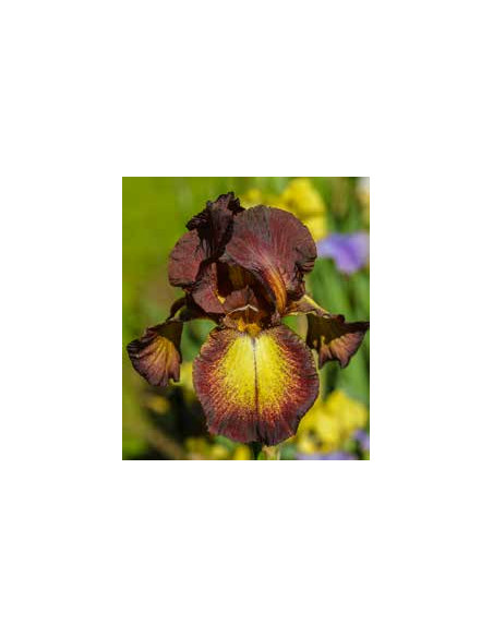 Blumen und Bäume Iris als Gartenstecker mit Goldverzierung - Gesamthöhe 115 cm - Metall Blume 
Gesamthöhe 115 cm
Stab 100 cm
