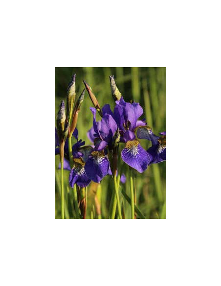 Blumen und Bäume Iris als Gartenstecker mit Goldverzierung - Gesamthöhe 115 cm - Metall Blume 
Gesamthöhe 115 cm
Stab 100 cm
