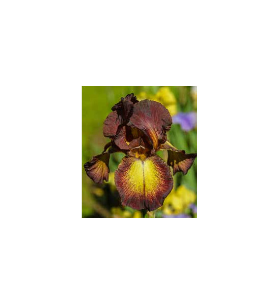 Blumen und Bäume Iris als Gartenstecker - mit Goldverzierung - Gesamthöhe 92 cm - Metall Blume 
Gesamthöhe 92 cm
Stablänge 80