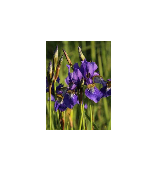 Blumen und Bäume Iris als Gartenstecker - mit Goldverzierung - Gesamthöhe 92 cm - Metall Blume 
Gesamthöhe 92 cm
Stablänge 80