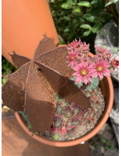 Blumen und Bäume Kaktus 3D breit - 18 cm hoch Kaktus breite Variante mit Spieß zum Stecken.

Höhe 18 cm
Breite 20 cm
+ Spieß 2