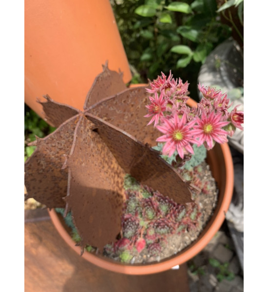 Blumen und Bäume Deko Kaktus 3D - breit - 18 cm hoch Kaktus breite Variante mit Spieß zum Stecken in Blumentpfe, passt perfeklt 