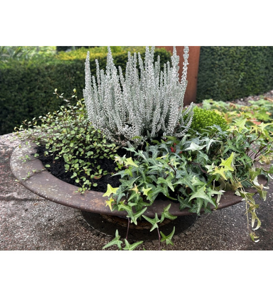 runde Pflanzschalen Runde Rost Deko Pflanzschale 60 cm mit Rand 9 cm - wasserdicht 
Diese runde Rostdeko Pflanzschale mit 60 cm