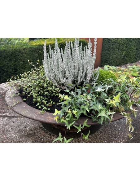 runde Pflanzschalen Runde Rost Deko Pflanzschale 60 cm mit Rand 9 cm - wasserdicht 
Diese runde Rostdeko Pflanzschale mit 60 cm