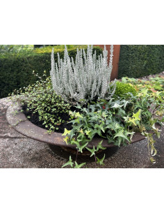 Gartendeko Rost Schale mit breitem Rand auf Standplatte - Durchmesser 52 cm 
Durchmesser 52 cm
Höhe 10 cm
Rand 6,5 cm 2