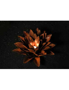Start Echeveria, spitz, d ca. 33cm  2