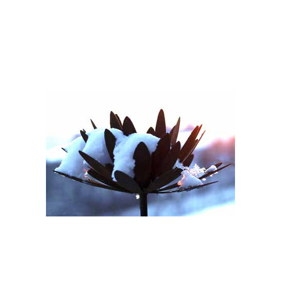 Chrysantheme Ø 32cm mit Hülse