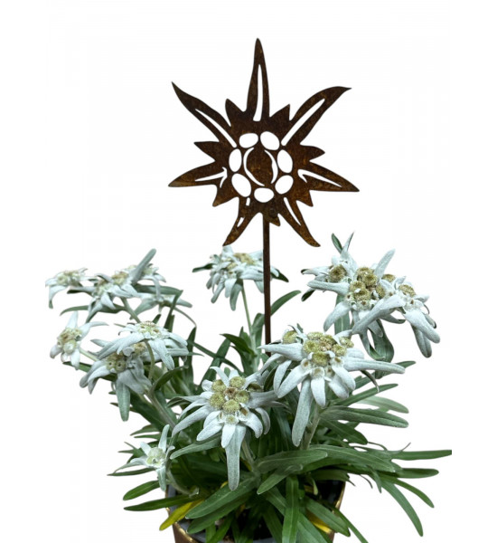 Start Edelweiss mini Stecker - Ø 10 cm - Höhe 45 cm 
Ø 10 cm
Höhe 45 cm
